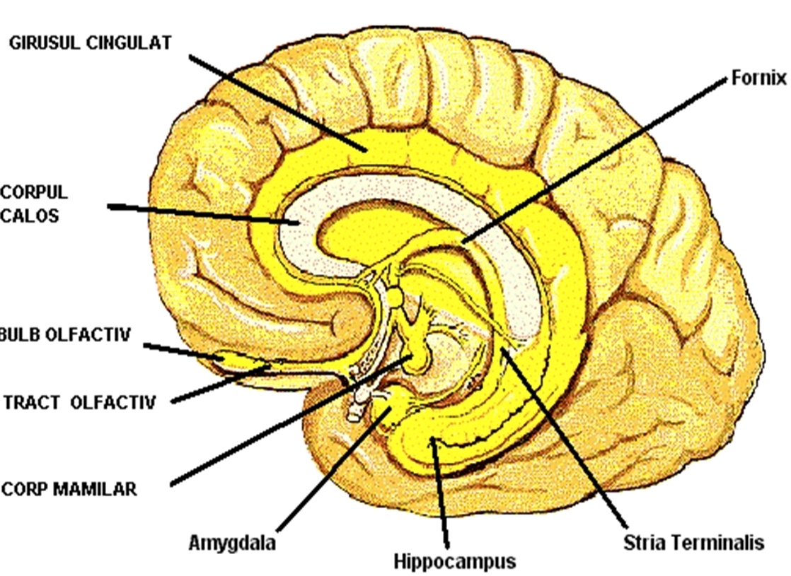 Sistemul limbic - conexiuni functionale